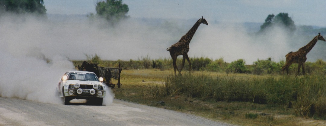 Safari Rallyt Kenya Lars-Erik kommer körandes på en väg, giraffer springer i bakgrunden precis brevid vägen där de kör.
